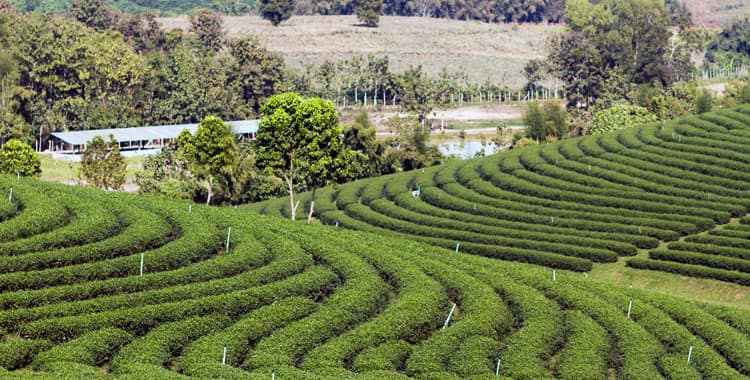 Green Oil Plantation