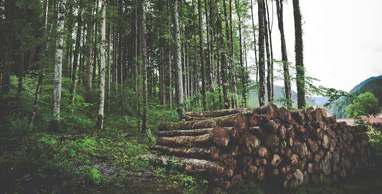 ethical forestry